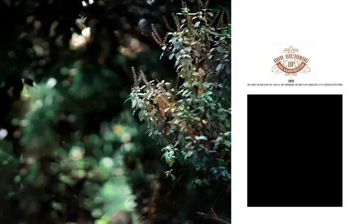 Album Background PSD in Grand Peacock Art Style