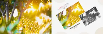 Free Stylish Wedding Album Background 12x36 PSD – Pastel Clouds